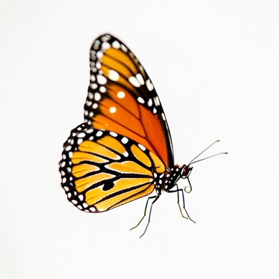 Monarch Butterfly on White Background