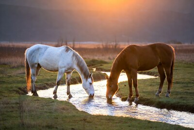 White and Bay Horses Drinking from Stream