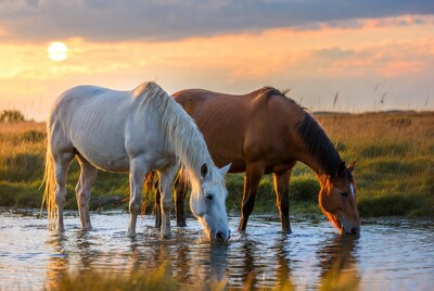 White and Bay Horses Drinking at Sunset