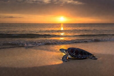 Sea turtle on beach at sunset