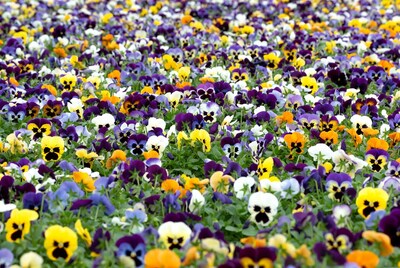 Colorful Pansy Flower Field