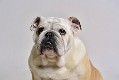 English Bulldog on white background