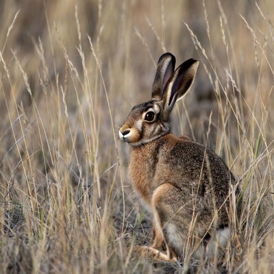Jackrabbit in dry grass