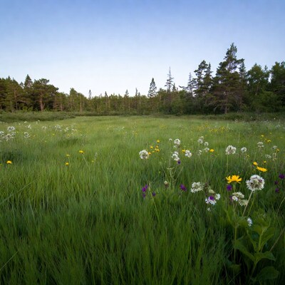 Wildflower Meadow with Pine Forest