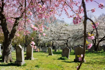 Cherry Blossoms Over Cemetery Gravestones
