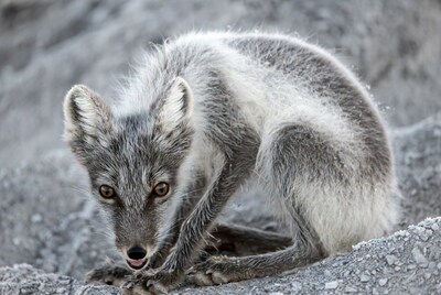 Arctic Fox Crouching on Snowy Ground