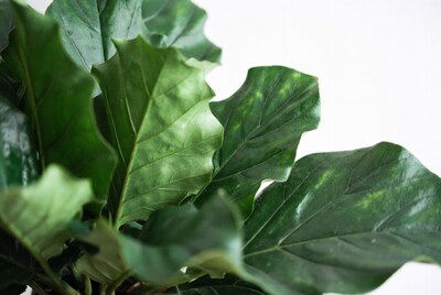 Lush Green Fiddle Leaf Fig Leaves