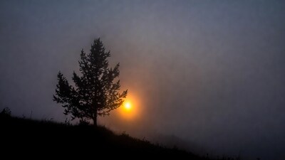 Silhouetted Pine Tree with Sun in Fog