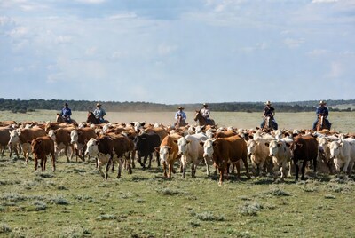 Cowboys herding cattle on horseback