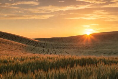 Sunset over rolling wheat fields