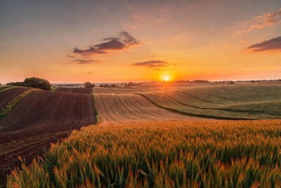 Sunset over wheat fields