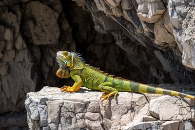Green iguana on rocky ledge