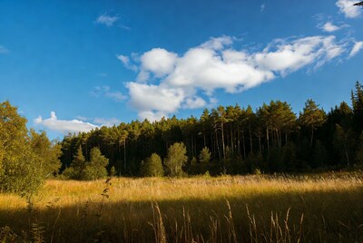 Golden Grass Field and Pine Forest