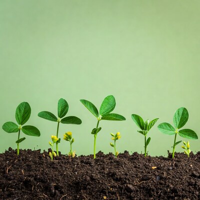Soybean Seedlings Growing in Soil
