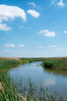Reed-lined River Under Blue Sky