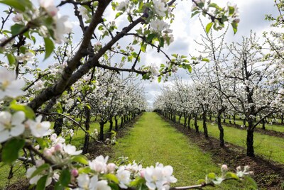 Cherry Blossom Orchard Path