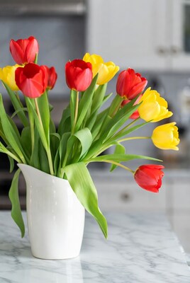 Red and Yellow Tulips in White Pitcher