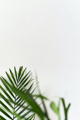 Green palm leaves on white background