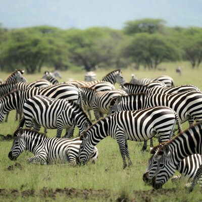 Herd of Zebras Grazing in Grassland