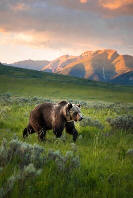 Grizzly Bear Walking in Sunset Mountains