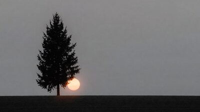 Silhouette pine tree with sunset