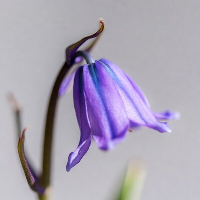 Purple Bellflower Flower Closeup