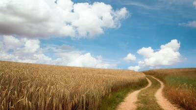 Wheat Field with Dirt Path