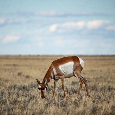 Pronghorn antelope grazing in grassland