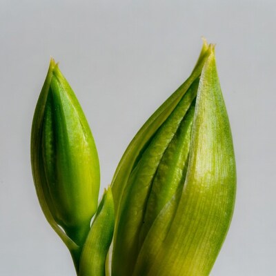 Two Green Lily Buds