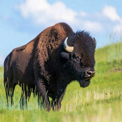 Bison standing in green grass