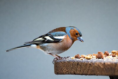 Hawfinch Eating Seeds on Wooden Table