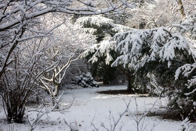 Snowy Trees Framing Forest Path