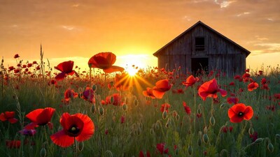 Poppy Field with Wooden Barn at Sunset
