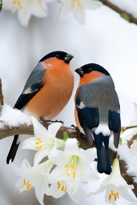 Two Bullfinches on Snowy Branch with Lilies