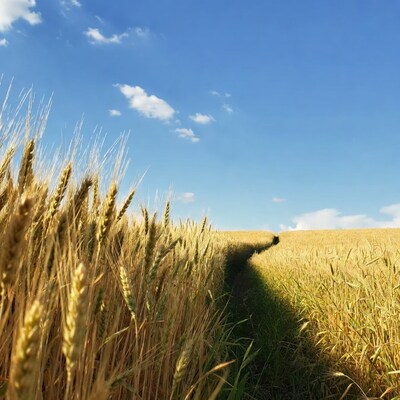 Wheat Field Path Blue Sky