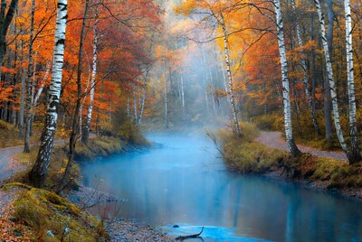 Autumn Birch Forest with Misty Blue River