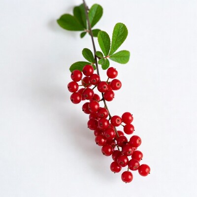 Red berries on green leaves branch
