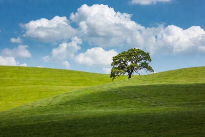 Lone Oak Tree on Green Hills