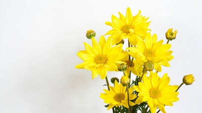 Bunch of yellow daisies on white