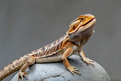Bearded Dragon on Rock