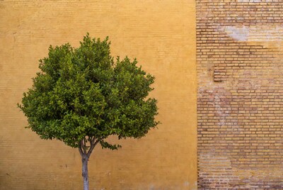 Green tree against yellow brick wall
