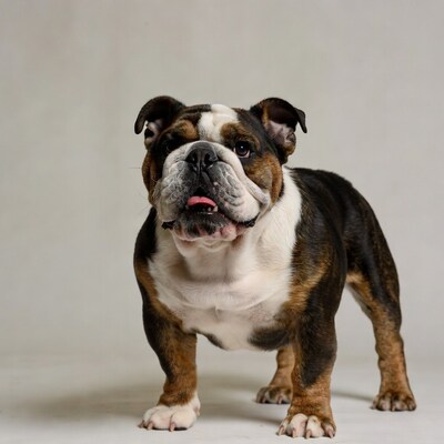 English Bulldog on white background
