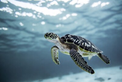 Baby Sea Turtle Swimming Underwater