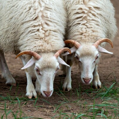 Two white goats eating grass