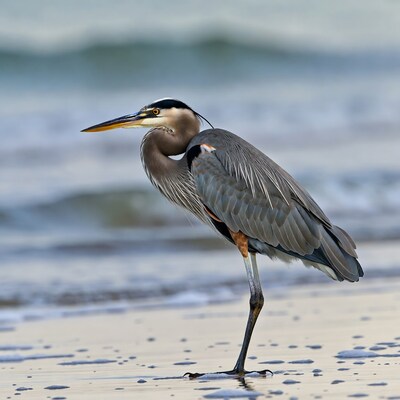 Great Blue Heron on beach
