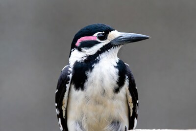 Closeup of Hairy Woodpecker on gray background