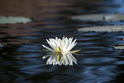 White lotus flower on dark water
