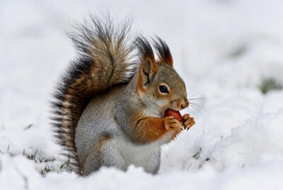 Squirrel eating nut in snow