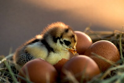 Chick hatching in nest with eggs