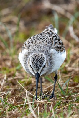 Sanderling foraging on grassy shore